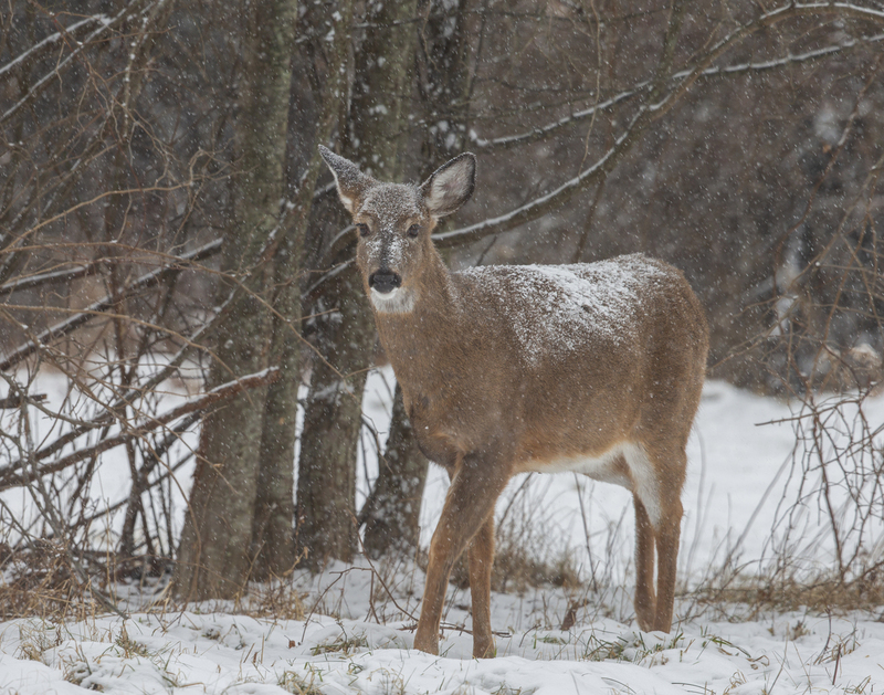 winter deer_576A5688.jpg