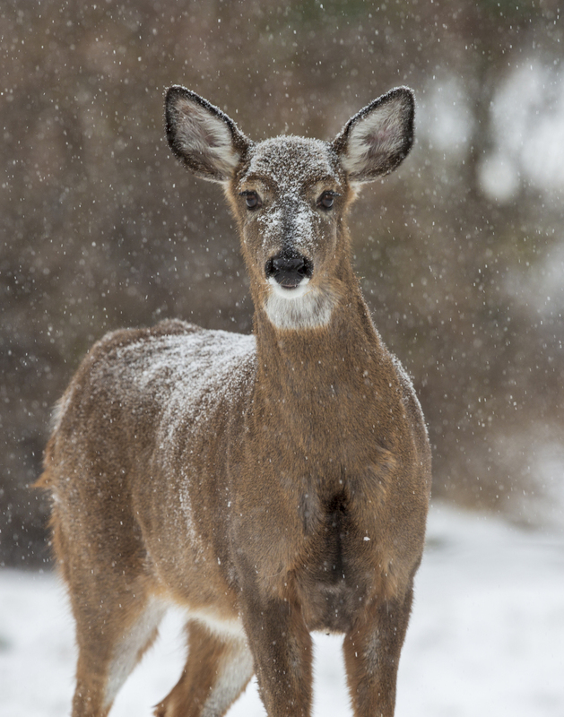 winter deer_576A5723.jpg