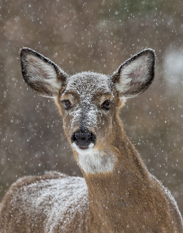winter deer_576A5725.jpg