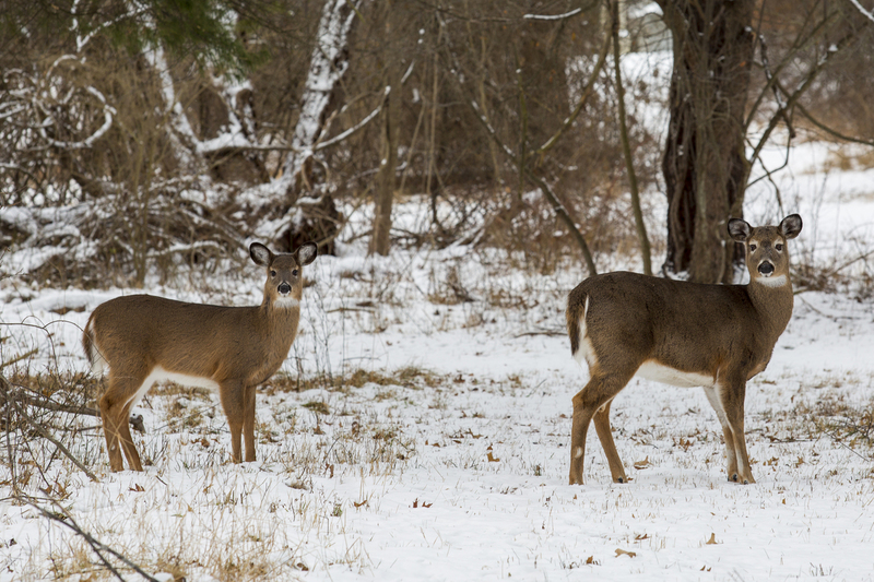 winter deer_576A5899.jpg