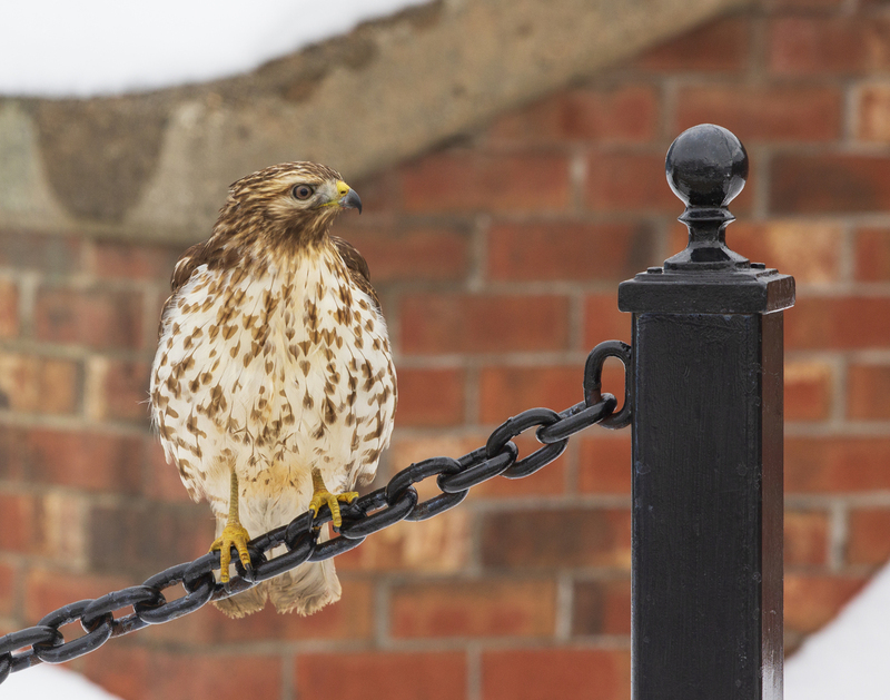 winter hawk_576A3355(1).jpg