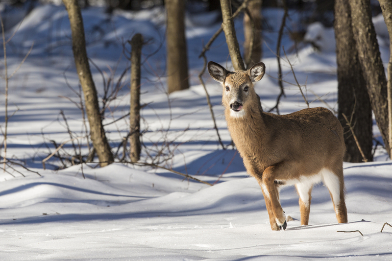 winterdeer_576A3280.jpg