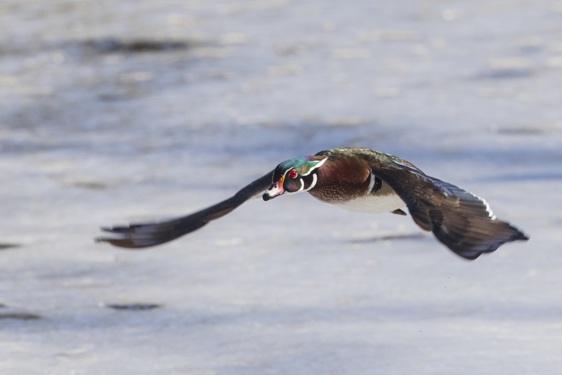 wood duck in flight_2M0A4739.jpg