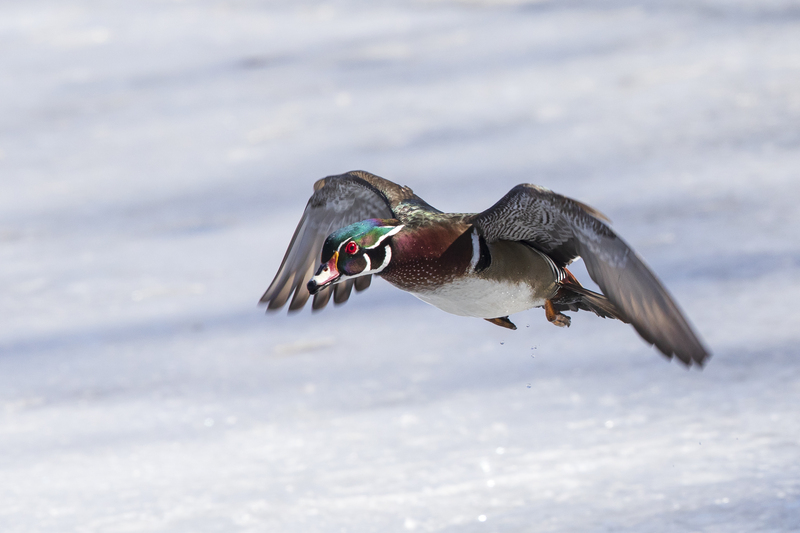 wood duck in flight_2M0A4741.jpg