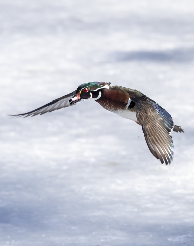 wood duck in flight_2M0A4744.jpg