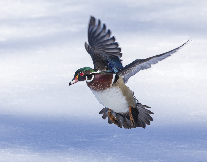 wood duck in flight_2M0A4748.jpg