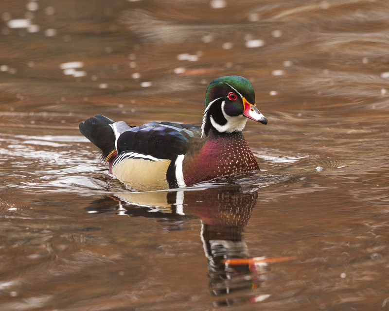 wood duck_001_576A2532_.jpg