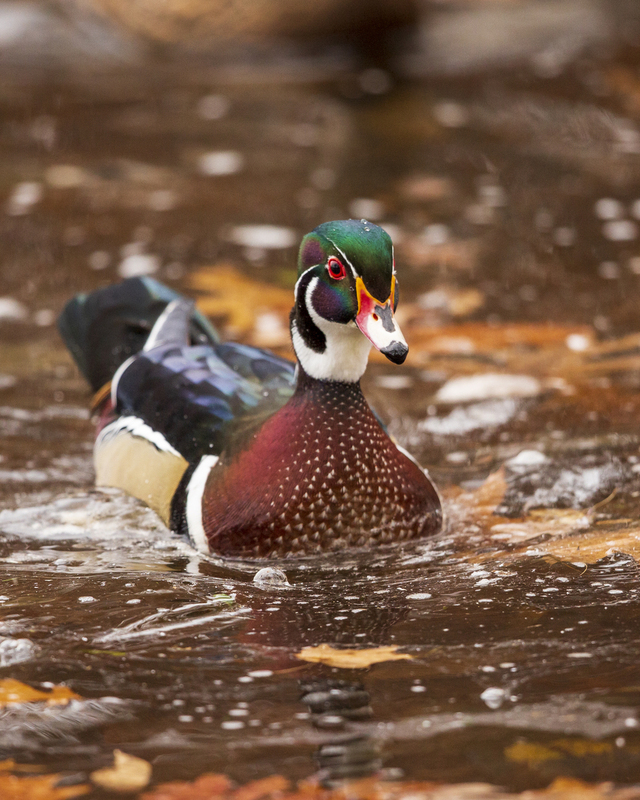 wood duck_002_576A2631_.jpg