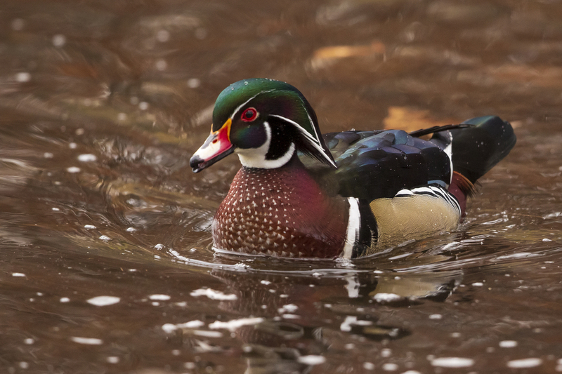 wood duck_005_2628.jpg