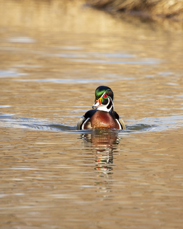 wood duck_010_8x10.jpg