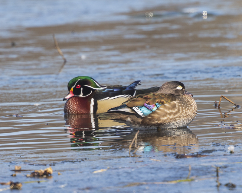 wood duck_16x20_576A6420.jpg
