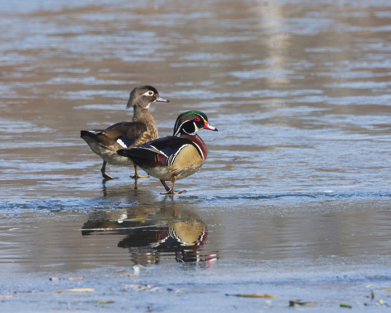 wood duck_16x20_576A6464.jpg