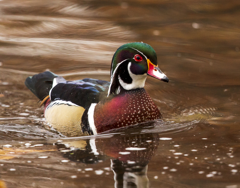 wood duck_576A2614.jpg