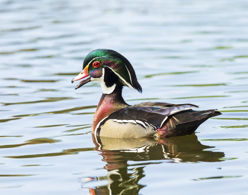 wood duck_576A4449_11x14.jpg