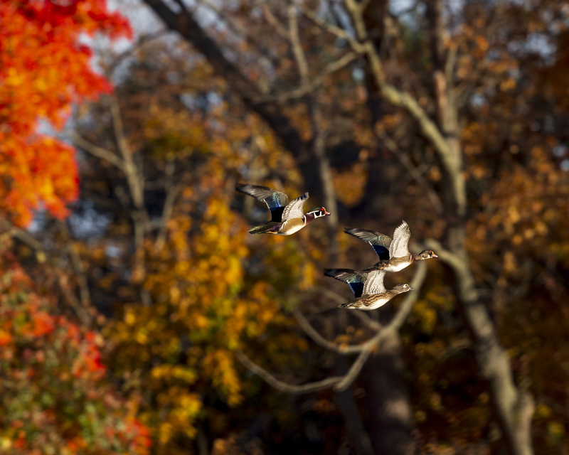 wood ducks_16x20_576A2398.jpg