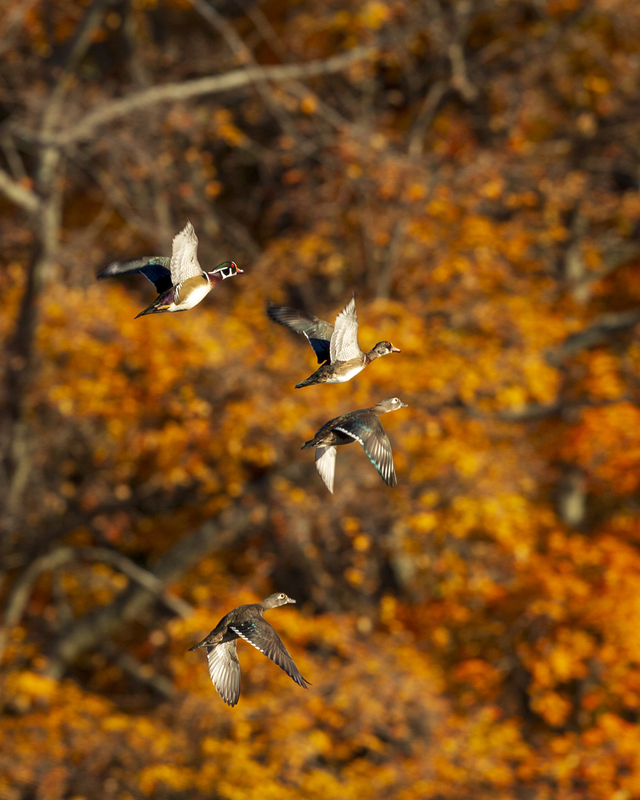 wood ducks_16x20_576A2399 (1).jpg