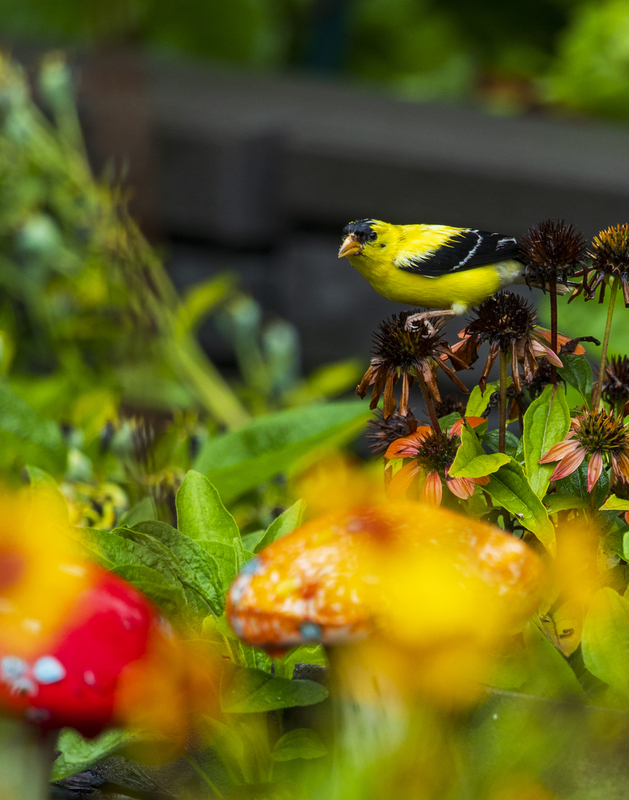 yellow finch_2M0A7980_1(1).jpg