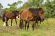 576A0138_corolla horse.jpg