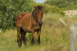 576A0149_corolla horse.jpg