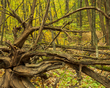 Autumn dead tree_156_16x20(1).jpg