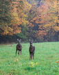 Autumn deer_2M0A0746.jpg