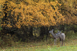 Autumn deer_2M0A0769.jpg