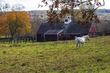 Barn and horse_12x18_2M0A8227.jpg