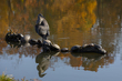 Blue Heron_2M0A9066.jpg