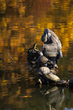 Blue Heron_2M0A9067.jpg