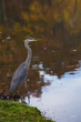 Blue Heron_2M0A9548.jpg