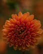 Dahlia_2M0A0339.jpg