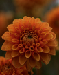 Dahlia_2M0A0346.jpg
