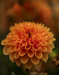 Daliah_2M0A0340.jpg