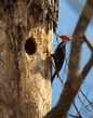 Piliated woodpecker_576A5543(1).jpg