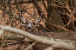 Winter Buck_576A2850.jpg