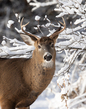 Winter Buck_576A2943.jpg