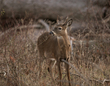 Winter buck_576A1739.jpg
