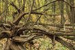 autumn dead tree_156(1).jpg