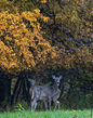 autumn deer_2M0A0719(1).jpg