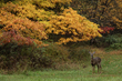 autumn deer_2M0A0776(1).jpg