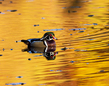 autumn wood duck_576A2345(1).jpg