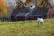 barn and horse_20x30_2M0A8225(1).jpg