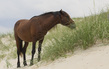 corolla horse.jpg