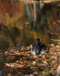 goose_2M0A9092.jpg