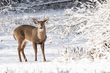 winter buck_576A2916.jpg