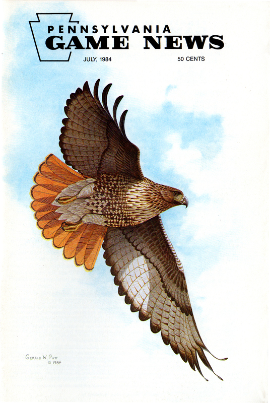 1984-07 July PGN Redtail(1).jpg