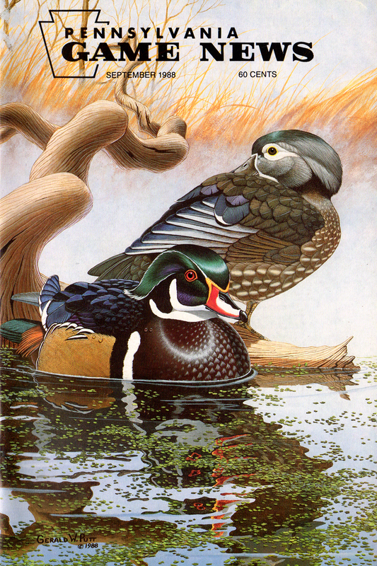 1988-09 September PGN Wood Ducks(1).jpg