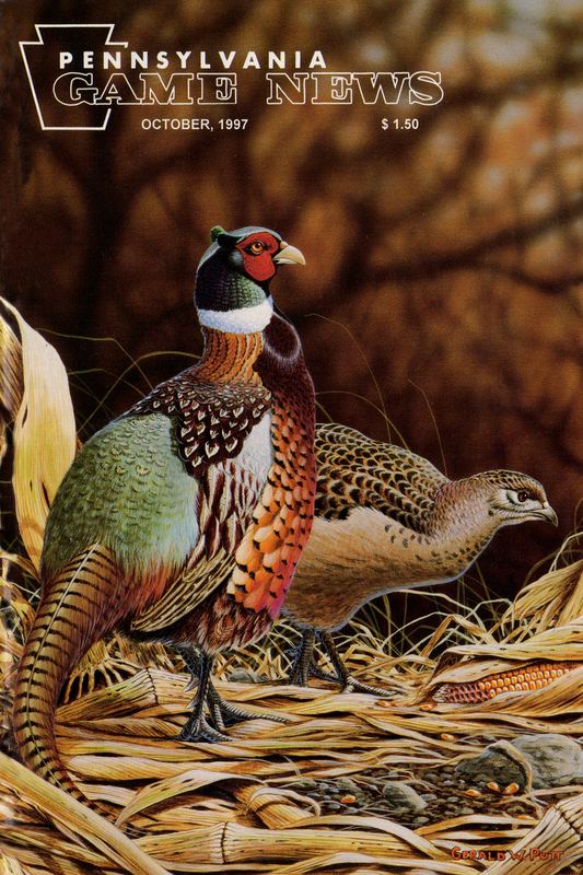 1997-10 October PGN Pheasant Pair.jpg