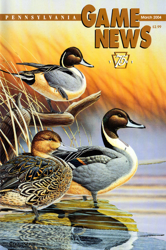 2004-03 March PGN Pintails.jpg