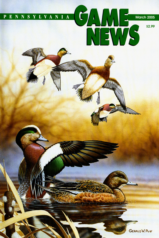2005-03 March PGN Wigeons.jpg